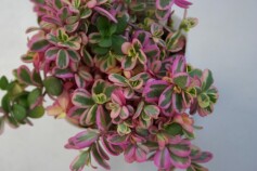 斑入りポーチュラカ