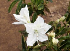 リュウキュウツツジ