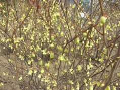 ヒュウガミズキ