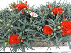 カーネーション