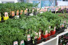 トマトの新世界へようこそ！