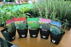 ハーブ苗入荷
