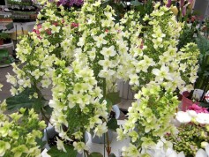 カシワバアジサイ