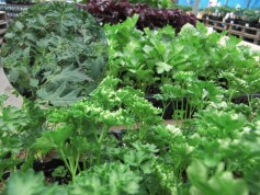 お待たせしました！野菜苗売場オープン！