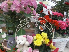 母の日ギフト好適品