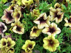 ペチュニア‘ヨコハマトワイライト’