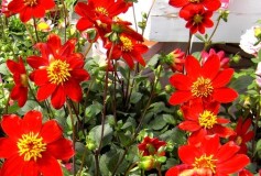 コンパクトダリア