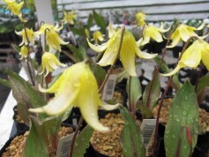 黄色のカタクリ