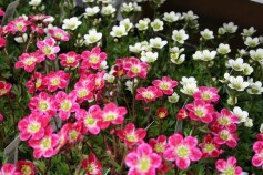 セイヨウクモマソウ（西洋雲間草）