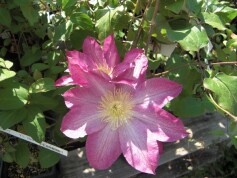 クレマチス　パテンス系