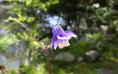 千島ルリオダマキ