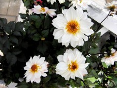 ガーデンダリア