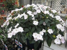 サンパチェンス