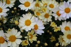 大好きマーガレット