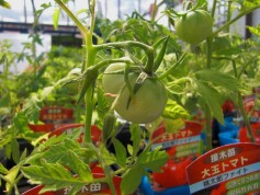 実つき大玉トマト苗