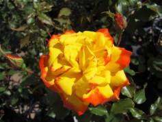 カラフル‘絵日傘’