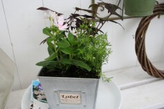 はじめての寄せ植え