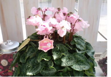 ぐんちゃん　エレガンスピンクの小苗 可愛くて花持ち抜群 ミニコチョウラン・キャラックピンクエキドナ