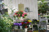 花鉢、多肉植物、観葉植物
